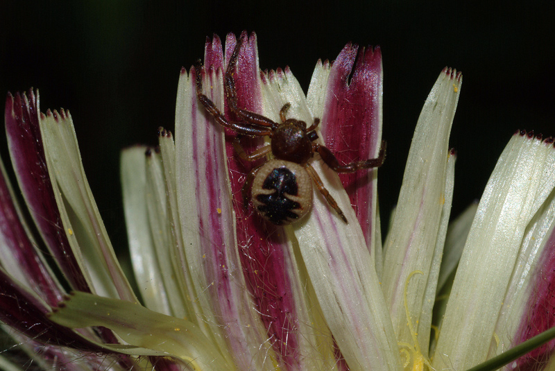 Synema globosum